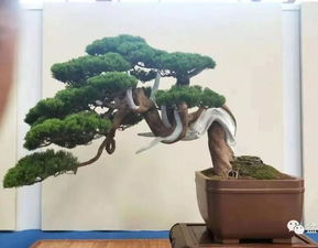 2018臺灣華風(fēng)盆景展精品總匯