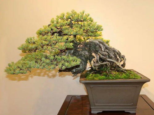 異國匠韻 全球盆景展會精品賞析