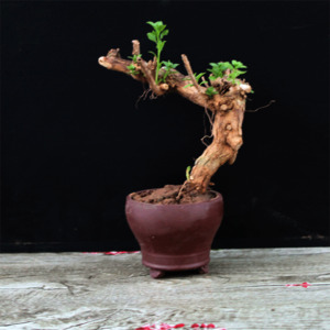 黑根與紅芒 一盆盆景里的荒野倔強(qiáng)與生命審美