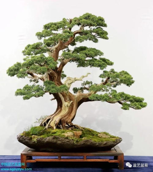 2020全國精品盆景展 特等獎(jiǎng)金銀獎(jiǎng)作品大賞