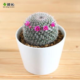 仙人球與多肉植物 春季養(yǎng)護(hù)與秋冬盆景的完美搭配