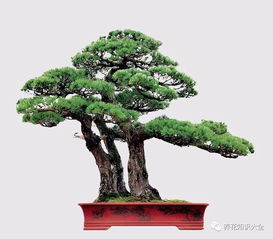 盆景高境界是這樣的 太有創(chuàng)意了 盆景